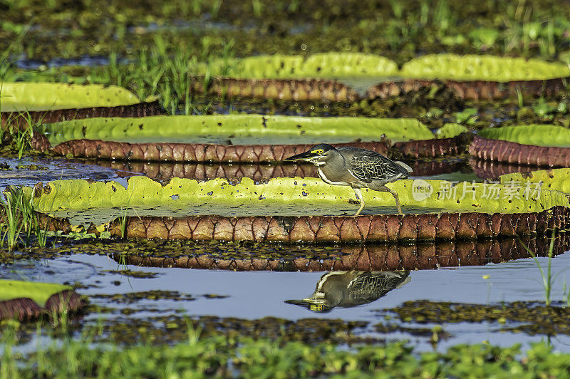 条纹苍鹭(Butorides striata)也被称为红树苍鹭、小苍鹭或绿背苍鹭，在巴西的潘塔纳尔发现。站在池塘里的维多利亚睡莲上。